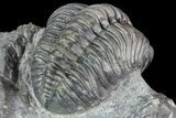 Multi-Toned Pedinopariops Trilobite - Nice Eyes #87580-4
